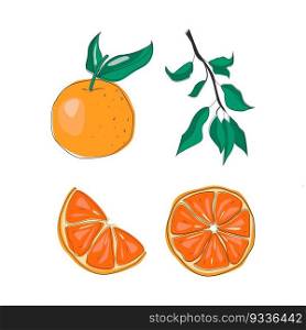 Oranges fruit and branch. Flat vector illustration.. Oranges fruit vector
