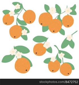 Oranges on branch with flowers and leaves hand drawn simple set. Citrus blossom vector illustration collection. Exotic tropical fresh fruit bunch. Oranges on branch with flowers and leaves hand drawn simple set