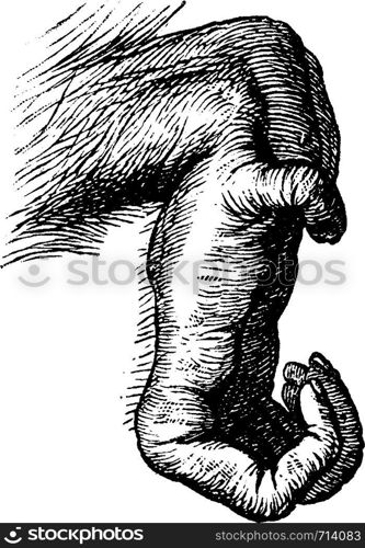 Orangutan foot, vintage engraved illustration. La Vie dans la nature, 1890.