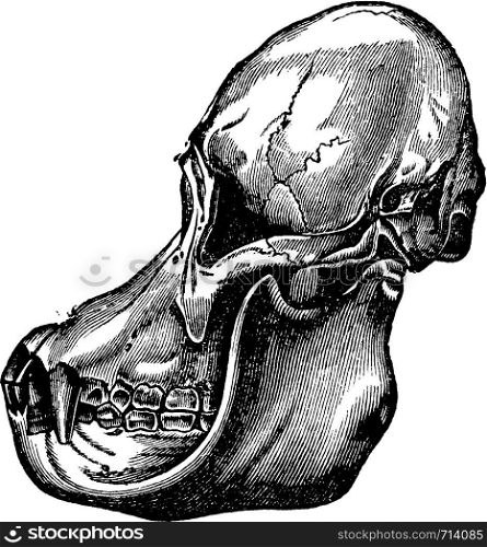 Orangutan skull, vintage engraved illustration. La Vie dans la nature, 1890.
