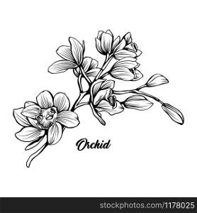 Orchid branch hand drawn vector illustration. Floral ink pen sketch. Black and white clipart. Realistic wildflower freehand drawing. Blooming, blossom. Isolated monochrome floral design element. Orchid branch hand drawn ink pen illustration