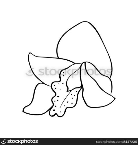 Orchid bud. Orchid flower head, contour drawing. For cards, congratulations and invitations