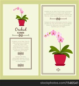 Orchid flower in pot vector advertising banners for shop design. Orchid flower in pot banners