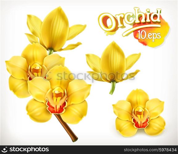 Orchid flowers, vector icon set