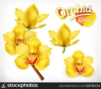 Orchid flowers, vector icon set