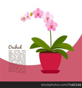 Orchid indoor plant in pot banner template, vector illustration. Orchid indoor plant in pot banner