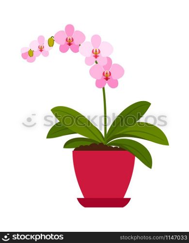 Orchid pink house plant in flower pot, vector icon on white background. Orchid pink house plant