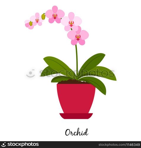 Orchid plant in pot isolated on the white background, vector illustration. Orchid plant in pot