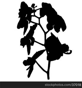 Orchid silhouette, illustration isolated on white