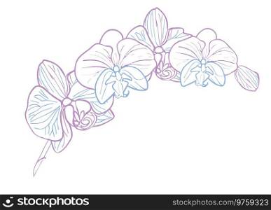 Orchid tropical flower branch. Vector line art hand drawn illustration for design of card or invite, logo.. Orchid tropical flower branch. Vector line art hand drawn illustration for design of card or invite, logo, coloring page
