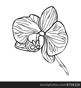 Orchid tropical flower head. Vector line art hand drawn illustration for design of card or invite, logo.. Orchid tropical flower head. Vector line art hand drawn illustration for design of card or invite, logo, coloring page