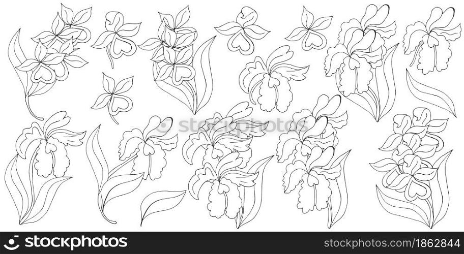 Orchids. Large set of orchid inflorescences. Monochrome flowers, individual elements. Cute flowers in hand draw style. Floral illustration in hand draw style