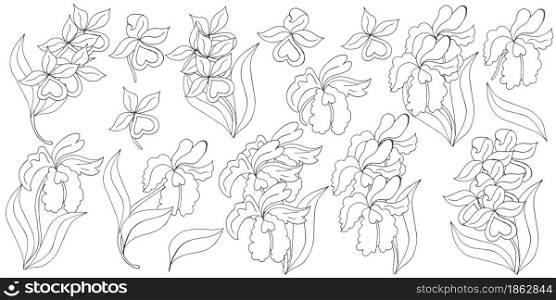 Orchids. Large set of orchid inflorescences. Monochrome flowers, individual elements. Cute flowers in hand draw style. Floral illustration in hand draw style
