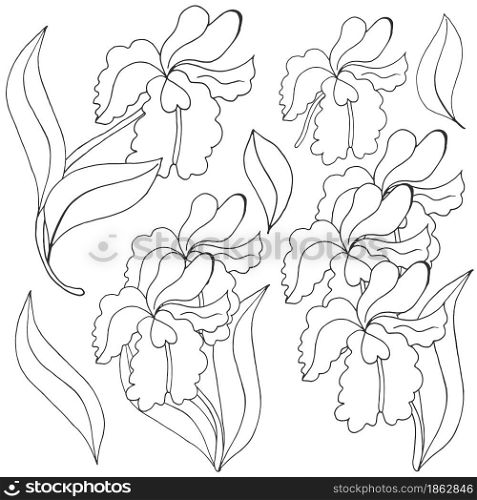 Orchids. Set of orchid inflorescences. Monochrome flowers, individual elements. Cute flowers in hand draw style. Floral illustration in hand draw style
