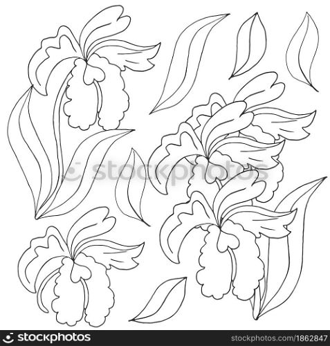 Orchids. Set of orchid. Monochrome flowers, elements. Cute flowers in hand draw style. Floral illustration in hand draw style