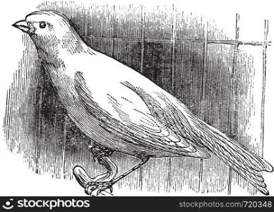 Ordinary canary, vintage engraved illustration. Trousset encyclopedia (1886 - 1891).
