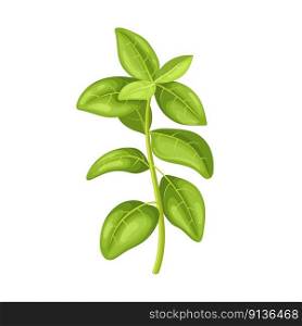 oregano green cartoon. herb food, spice leaf, plant ingredient, seasoning , fresh branch, herbal oregano green vector illustration. oregano green cartoon vector illustration