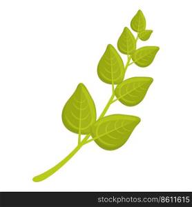 Oregano herb icon cartoon vector. Plant leaf. Dill parsley. Oregano herb icon cartoon vector. Plant leaf