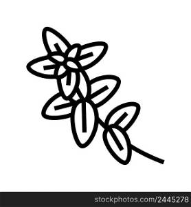 oregano plant branch line icon vector. oregano plant branch sign. isolated contour symbol black illustration. oregano plant branch line icon vector illustration