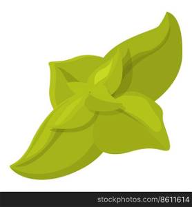 Oregano plant icon cartoon vector. Dill herb. Garden basil. Oregano plant icon cartoon vector. Dill herb