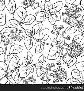 oregano seamless pattern. oregano herb seamless pattern on white background