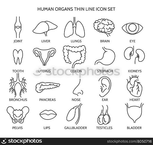 Organ line icons. Human organ signs or human body parts symbols. Tooth and brain line icons, eye and liver symbols. Vector illustration