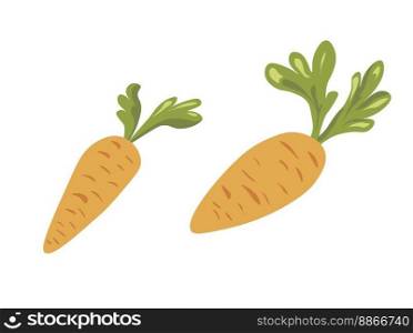 Organic and natural vegetables from farm, isolated carrots with foliage and leaves. Healthy dieting and nourishment, nutrition and balanced eating, detoxing and tasty meal. Vector in flat style. Carrots organic and natural vegetables from farm