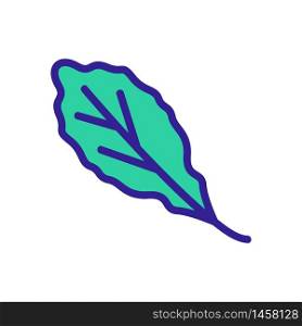 organic arugula leaf icon vector. organic arugula leaf sign. color symbol illustration. organic arugula leaf icon vector outline illustration