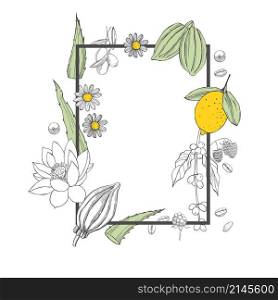 Organic cosmetics background. Plants for natural cosmetics. Vector frame. Organic cosmetics background. Plants for natural cosmetics.