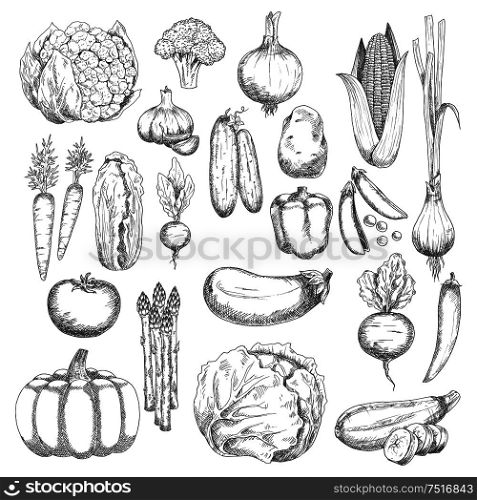 Organic farm fresh broccoli and corn, pea and onion, eggplant and tomato, carrot and beet, cayenne and bell pepper, cabbage and pumpkin, garlic and cucumber, potato and chinese cabbage, cauliflower and zucchini, radish, asparagus and scallion vegetables sketches. Wholesome farm vegetables sketches set