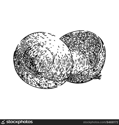 organic longan fruit hand drawn. ripe fresh, nature plant, tropical thailand organic longan fruit vector sketch. isolated black illustration. organic longan fruit sketch hand drawn vector