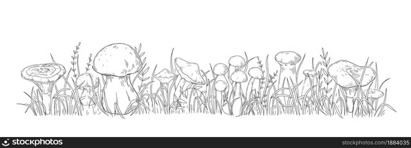 Organic mushrooms. Hand drawn various wild forest funguses growing in grass. Natural black and white sketch border template. Edible boletus and chanterelle. Herb stems. Vector engraving illustration. Organic mushrooms. Hand drawn wild forest funguses growing in grass. Natural black and white sketch border. Edible boletus and chanterelle. Herb stems. Vector engraving illustration