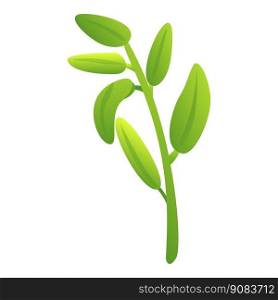 Organic sage icon cartoon vector. Leaf plant. Aroma herb. Organic sage icon cartoon vector. Leaf plant