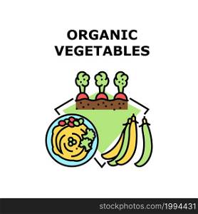 Organic Vegetables Vector Icon Concept. Growing Carrot And Beans Or Peas, Cooked Delicious Dish From Broccoli And Potato Organic Vegetables. Healthy Vegetarian Meal Color Illustration. Organic Vegetables Concept Color Illustration