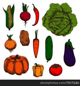 Organically grown fresh cabbage, carrot, potato, sweet corn, onion, chilli and bell peppers, tomato, beet, pumpkin, cucumber, eggplant vegetables vintage colorful sketches. Engraving stylized vegetable icons for old fashioned recipe book, greengrocer market, agriculture design . Organically grown vegetables colorful sketches