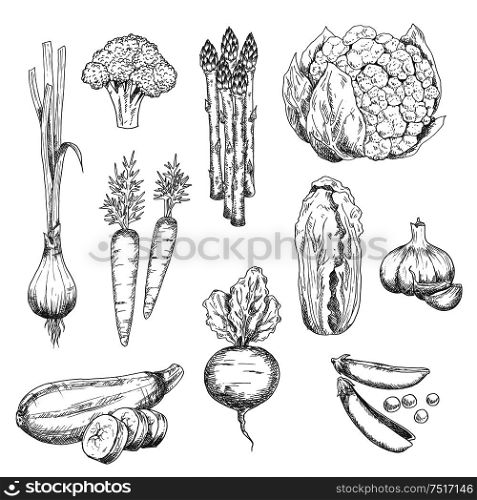Organically grown fresh vegetables sketch for healthy vegetarian food or agriculture design with sweet crunchy carrots, peas and beet, spicy garlic and green onion, juicy asparagus, cauliflower and zucchini, ripe broccoli and chinese cabbage vegetables. Fresh vegetables sketch for vegetarian food design