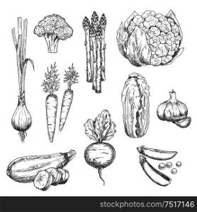 Organically grown fresh vegetables sketch for healthy vegetarian food or agriculture design with sweet crunchy carrots, peas and beet, spicy garlic and green onion, juicy asparagus, cauliflower and zucchini, ripe broccoli and chinese cabbage vegetables. Fresh vegetables sketch for vegetarian food design