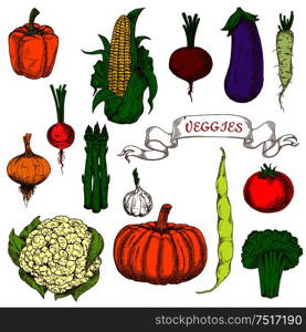 Organically grown ripe tomato, sweet beet, orange bell pepper and pumpkin, pungent garlic, onion and radish, fresh corn cob and pod of bean, eggplant, broccoli, asparagus, daikon and cauliflower vegetables bright vivid sketch icons. Use as agriculture design. Bright vivid organically grown vegetables sketches