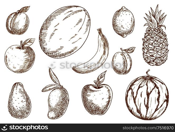 Organically grown selected apples, banana and lemon, plum, mango, pineapple and melon, apricot and avocado, watermelon fruits sketches. Agriculture harvest, recipe book, healthy food design usage. Organically grown tropical, garden fruits sketches