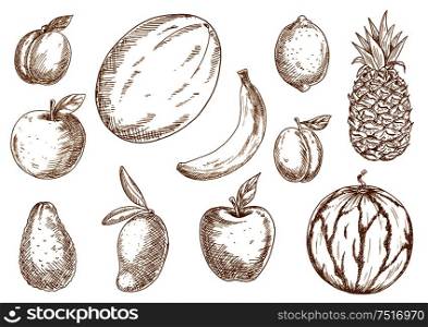 Organically grown selected apples, banana and lemon, plum, mango, pineapple and melon, apricot and avocado, watermelon fruits sketches. Agriculture harvest, recipe book, healthy food design usage. Organically grown tropical, garden fruits sketches