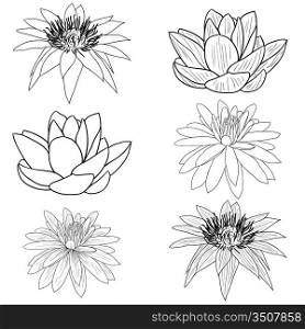 Oriental lotus - a flower Vector illustration.