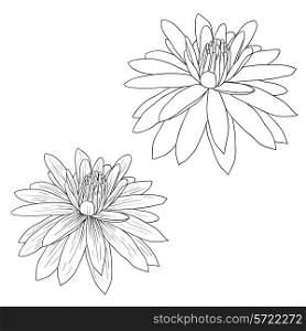 Oriental lotus - a flower Vector illustration.