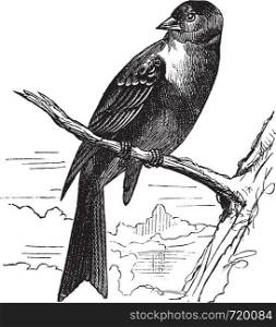 Ortolan bird, Emberiza hortulana or Ortolan Bunting, vintage engraved illustration. Trousset encyclopedia (1886 - 1891).