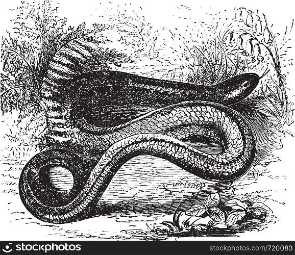 Orvet common in Europe, Anguis fragilis, Slow worm or Blindworm, vintage engraved illustration. Trousset encyclopedia (1886 - 1891).