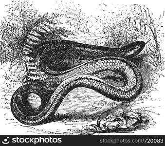 Orvet common in Europe, Anguis fragilis, Slow worm or Blindworm, vintage engraved illustration. Trousset encyclopedia (1886 - 1891).