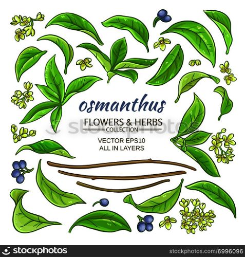 osmanthus plant elements set on white background. osmanthus elements set