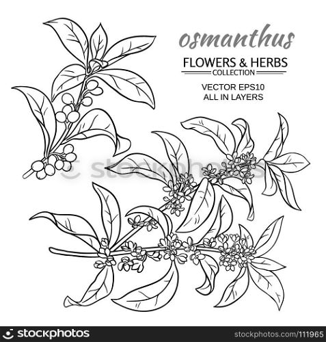 osmanthus vector set. osmanthus branches vector set on white background