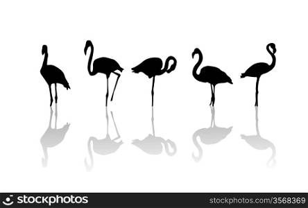 Outline drawing of flamingo birds and relfection