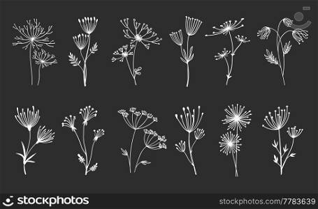 Outline floral twig sprigs, umbrella flowers and leaf, vector plants. Floral umbrella leaves and branches, white linear silhouette on black, springs of fern and buds in outline. Outline floral twig sprigs and umbrella flowers
