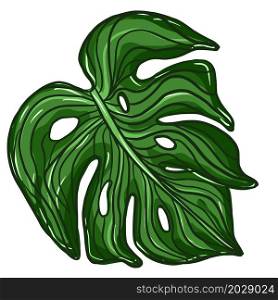 Outline green monstera plant leaves. Tropical palm leaf isolated on white background. Vector illustration. Outline green monstera plant leaves. Tropical palm leaf